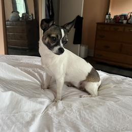 Sierra - Chihuahua