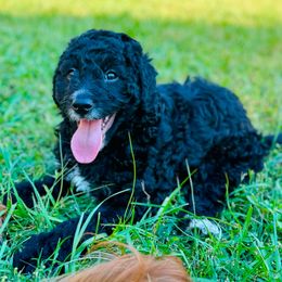 Ghostface - Black male Goldendoodle puppy in Naples, Florida from Paradise Coast Doodles