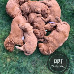 Goldendoodle Puppies from BasilBella’s Doodles