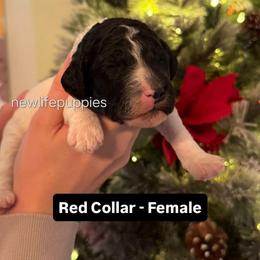 Red collar - Parti female Poodle puppy in Shelby, Alabama from New Life Family Farm