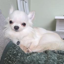 Albie - Cream male Chihuahua puppy in Palm Beach Gardens, Florida from Chitownchihuahuas