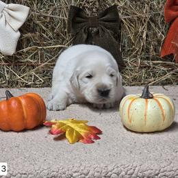 Indy Boy 3 - Light golden male Golden Retriever puppy in Niles, Michigan from Family Raised Goldens