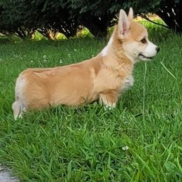 Boy 2 - Red male Pembroke Welsh Corgi puppy in Sparta, Tennessee from Poso Creek Corgis