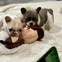 French Bulldog Puppies from Pardon My French Exquisite French Bulldogs