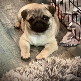 Great Pyrenees, Pekingese, and Pug Puppies from Triptych Kennels
