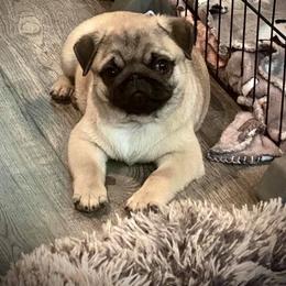 Great Pyrenees, Pekingese, and Pug Puppies from Triptych Kennels