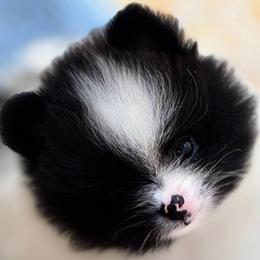 Maestro - Black parti male Pomeranian puppy in Palatka, Florida from Sugarland Pomeranians