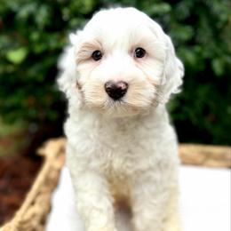 Yellow - Chalk male Australian Labradoodle puppy in Auburn, Washington from West Valley Labradoodles