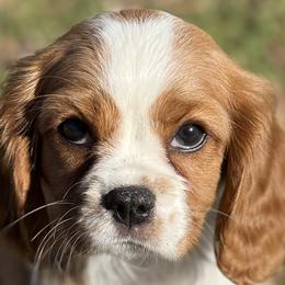 Aussiedoodles, Cavalier King Charles Spaniels, and Cavapoos from Mc Doodles of Texas LLC