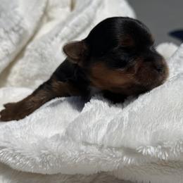 Shorty - Black and gold male Yorkshire Terrier puppy in Escondido, California from Yorkies of Escondido