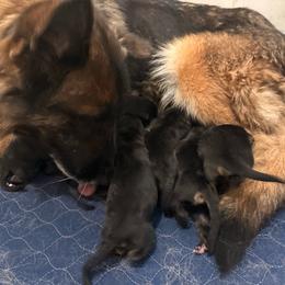 Girl 2 - Black and red female German Shepherd puppy in Carbondale, Kansas from Cunningham German Shepherds, LLC
