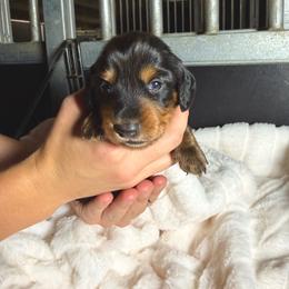 Black and tan boy - Black and tan male Dachshund puppy in Wilton, California from Ranch Raised Doxies