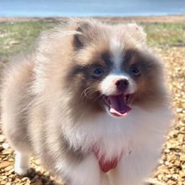 “Ezee” - Pomeranian