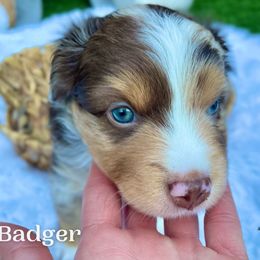 "Arrow" Australian Shepherd and Miniature Australian Shepherd Puppies from Integrity Aussies Tx
