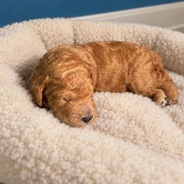 Boy 2 - Apricot male Poodle puppy in Milan, Tennessee from Twin Oak Goldendoodles