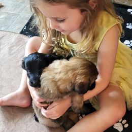 Aussiedoodle Puppies from Ocala Doodle Ranch