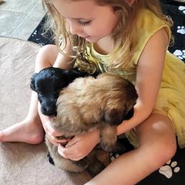 Aussiedoodle Puppies from Ocala Doodle Ranch