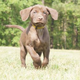 Labrador Retriever Puppies from Dry Pond Retrievers, LLC
