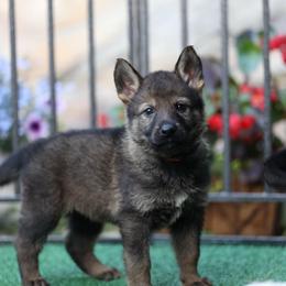 Caya - Sable female German Shepherd puppy in Philippi, West Virginia from Vom Haus Highlands