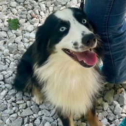 Cash - Black tri male Miniature Australian Shepherd puppy in Somerset, Kentucky from Natural Life Ranch