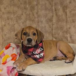 Barrel - Merle female Great Dane puppy in Caldwell, Idaho from Miner's Dynamic Danes