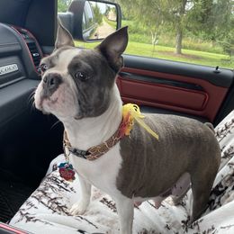 Luna - Boston Terrier