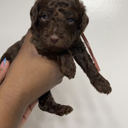 Pink Collar Girl - Brown female Poodle puppy in Valdosta, Georgia from Posh Poodles