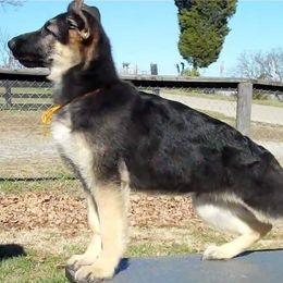 German Shepherds from Von Willnic Kennels