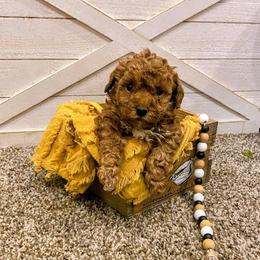 Reno - Apricot male Poodle puppy in Utica, Ohio from Poodle Me Crazy