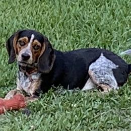 Boomer - Beagle