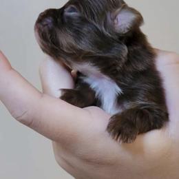 Chihuahua Puppies from Golden state chihuahuas