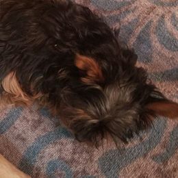 Maltese, Pomeranians, Shih Tzus, and Yorkshire Terriers from Renee's Pups