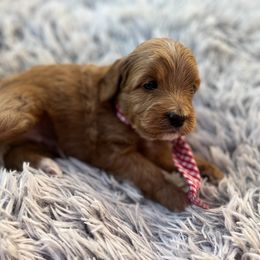 Goldendoodle Puppies from At The Cross Kennel