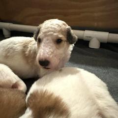 Cheddar - Borzoi puppy from Luxor Borzoi