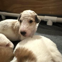 Cheddar - Borzoi puppy from Luxor Borzoi