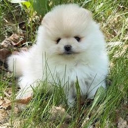 Super sweet cream male from top winning AKC show lines. - Cream male Pomeranian puppy in Pocatello, Idaho from Avalon Pomeranians