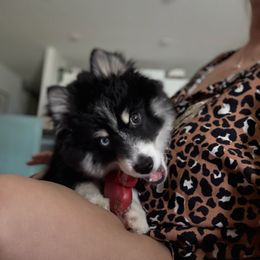 Kendi - Black and white male Pomsky puppy in Tampa, Florida from Proper Rose Pomskies