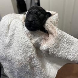 Giant Schnauzer Puppies from JAMG Schnauzers