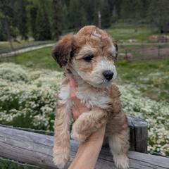 Brown Girl - Wheaten female Whoodle puppy in Kalispell, Montana from Countryman Whoodles
