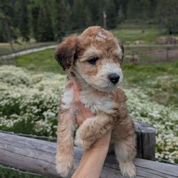 Brown Girl - Wheaten female Whoodle puppy in Kalispell, Montana from Countryman Whoodles