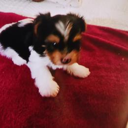 Noble Legacys Elegant Spencer - Black tan and white male Biewer Terrier puppy in Vancouver, Washington from Noble Legacy Biewers