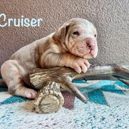 Cruiser - Yellow merle male Catahoula Leopard Dog puppy in Washington from Coweeman Catahoulas
