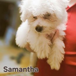 Samantha - White female Bichon Frise puppy in Altmar, New York from Abbott Animals