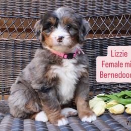 Lizzie - Merle female Bernedoodle puppy in Port Orange, Florida from Royal doodles of Florida