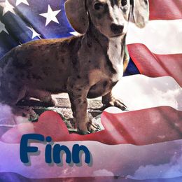Finn - Dachshund