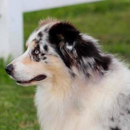 Australian Shepherds from CK Aussies