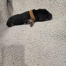 Orange Boy - Black and tan male Bloodhound puppy in Gillette, Wyoming from Whispering Winds Homestead 307