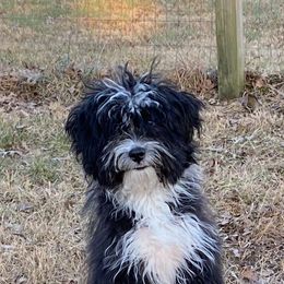 Boy 2 - Aussiedoodle puppy from Duke's Mini & Toy Australian Shepherds & Aussiedoodles