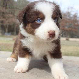 Melody-1400 - Red tri-color female Australian Shepherd puppy in Star City, Arkansas from Blush & Lace Aussie Co.