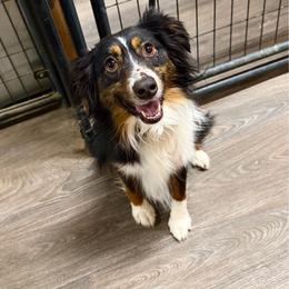 Riley - Black tri male Miniature Australian Shepherd puppy in Dayton, Washington from Rafter 22 Aussies